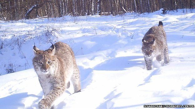 Chernobyl wildlife project shortlisted for prestigious award