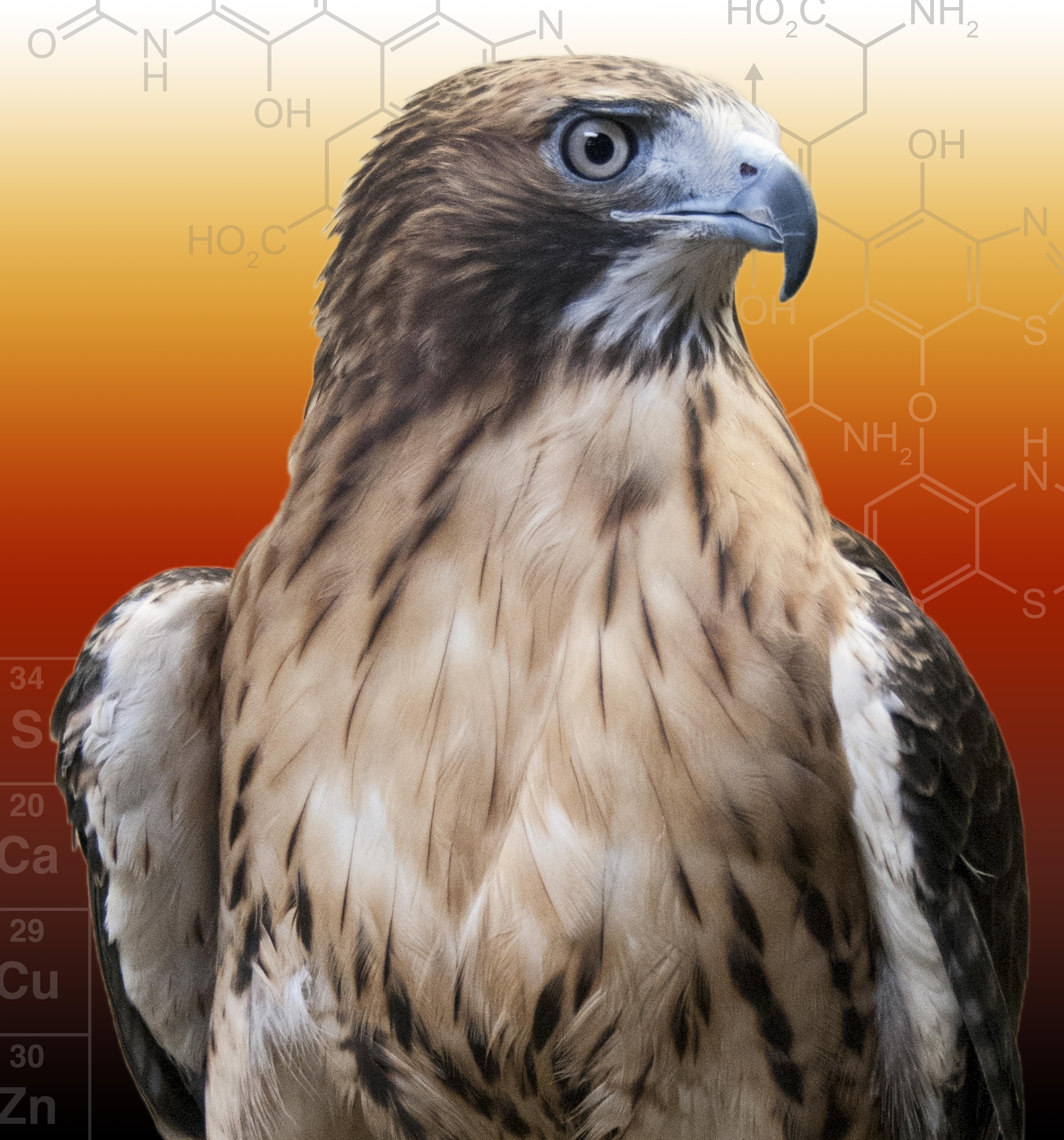 Birds of a feather: research may help to discover the true colour of extinct animals