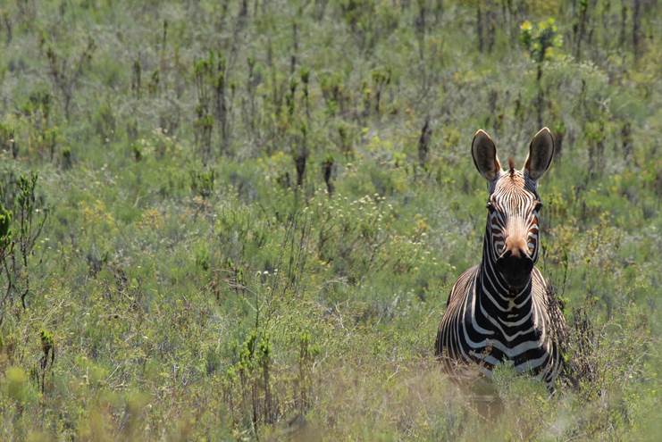 Animal world facing ‘refugee’ crisis as species become increasingly isolated