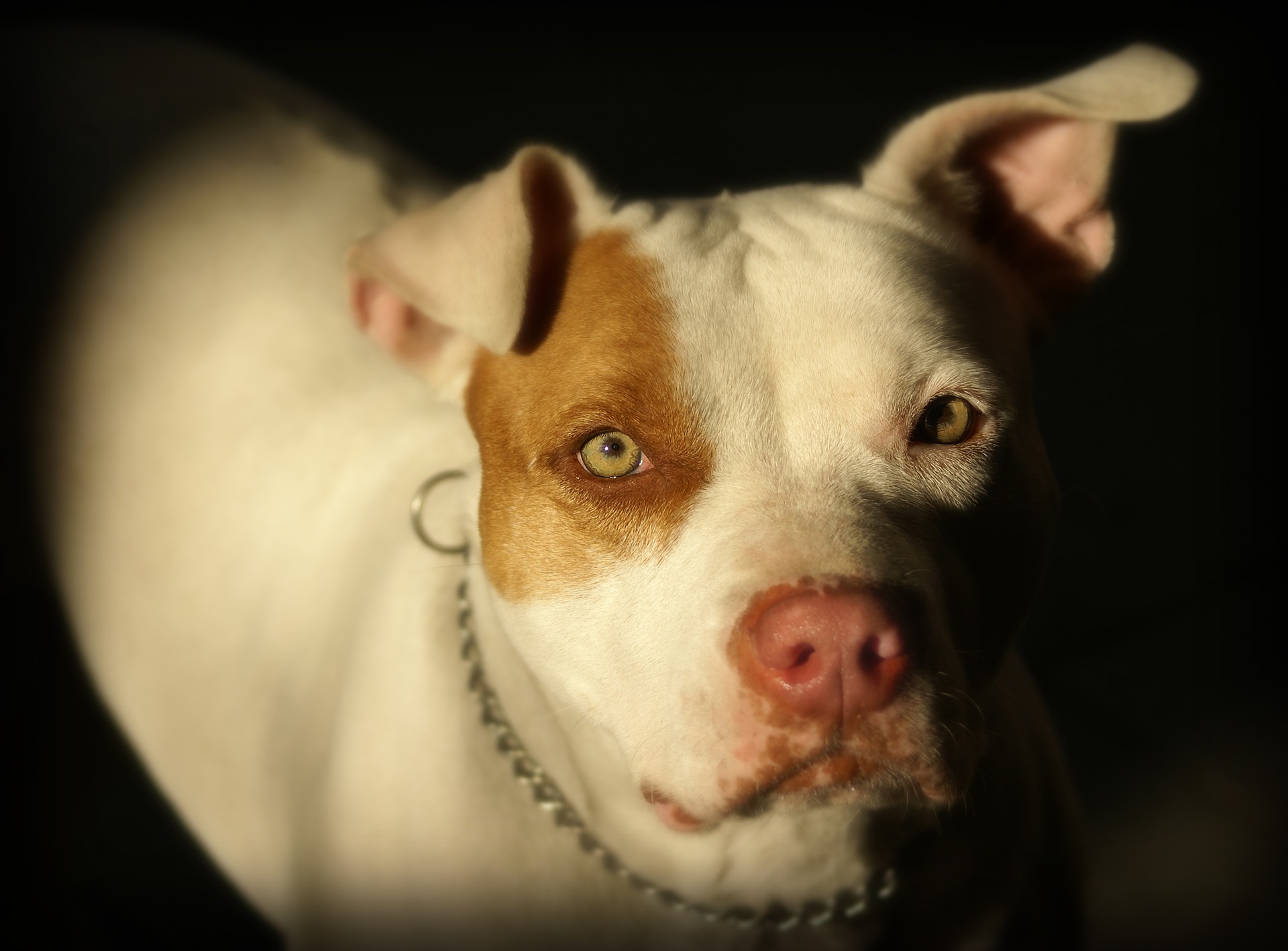 Crackdown on illegal dog breeders