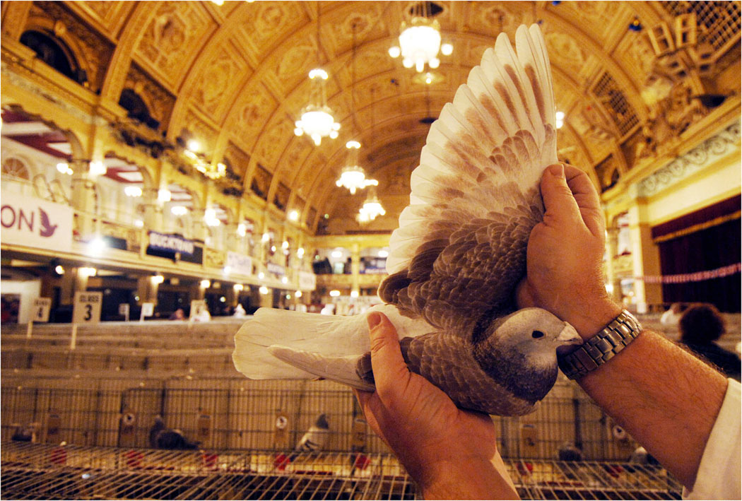 Thousands of pigeon enthusiasts set to flock to the resort for the Annual British Homing World Show of the Year