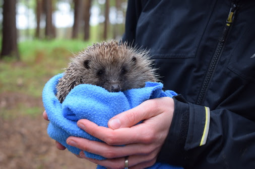Center Parcs Woburn Forest becomes new home for rescued hedgehogs