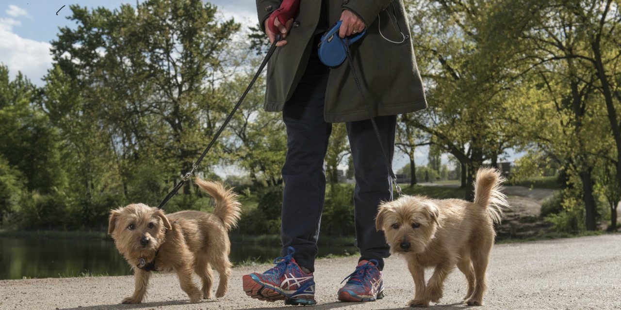 THIS NEW YEAR, TAKE STEPS TO WALK ALL OVER CANCER