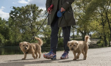 THIS NEW YEAR, TAKE STEPS TO WALK ALL OVER CANCER
