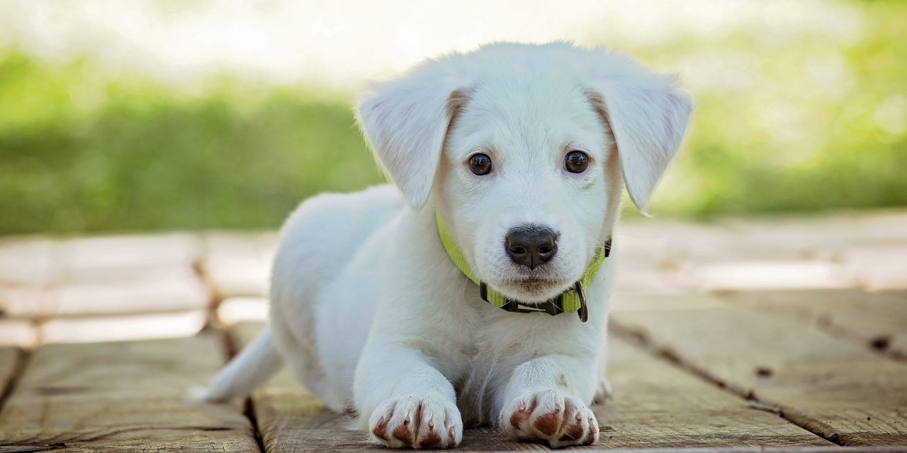 Man’s best friend: how we can now do more with our pets
