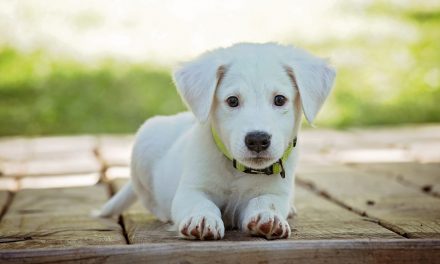 Man’s best friend: how we can now do more with our pets