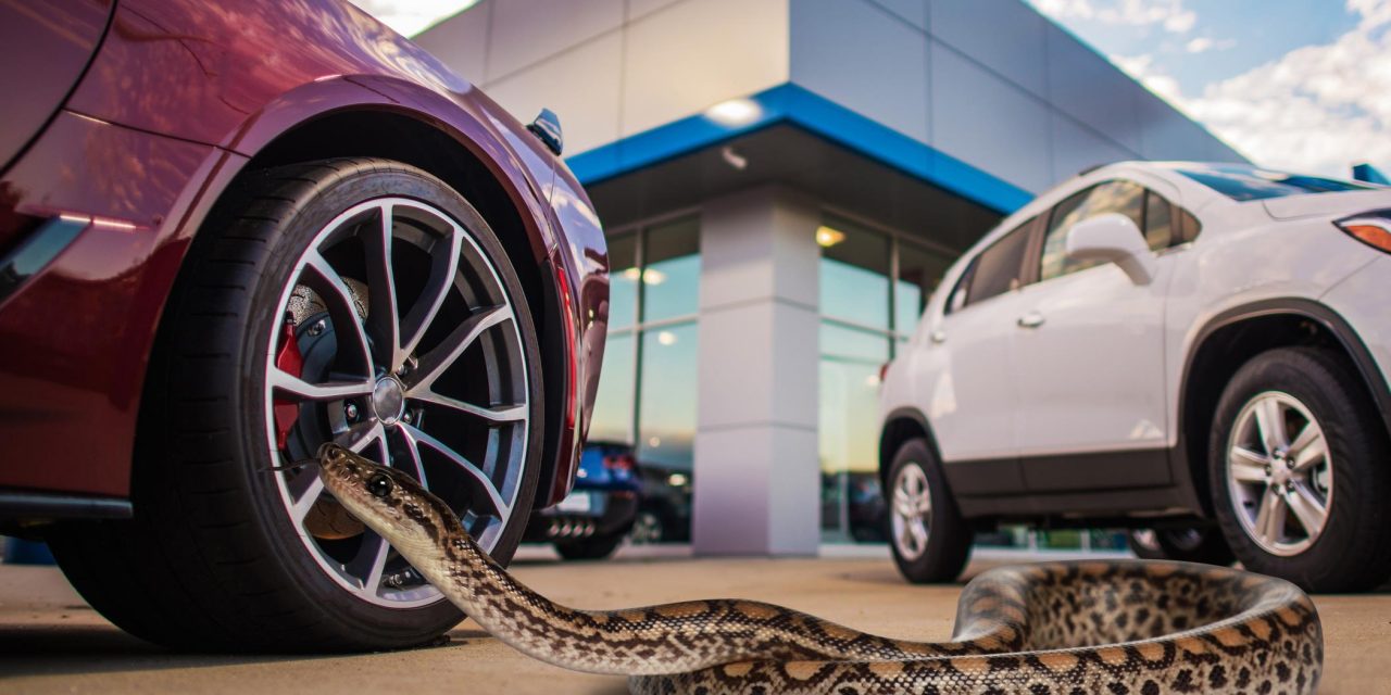 TEST DRIVING ME CRAZY – CARGURUS REVEALS THE WEIRDEST THINGS CAR BUYERS BRING TO TEST DRIVES