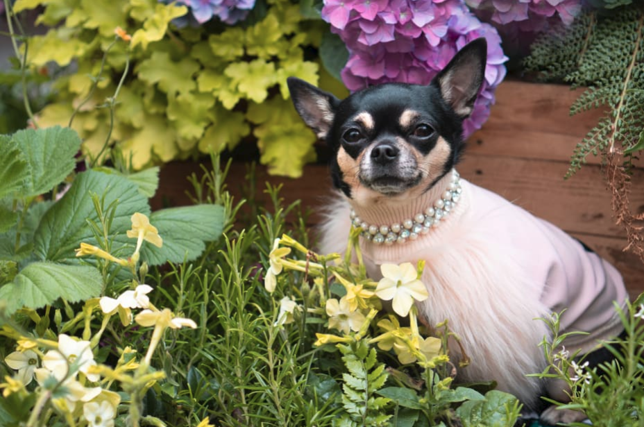 Strike a Paws: The Ultimate Guide to Making your Pet Instagram-Famous