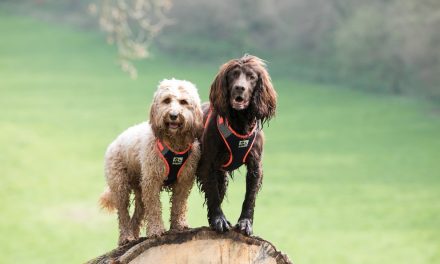 HALF OF PET OWNERS ADMIT THEY SUFFER FROM ‘SEPARATION ANXIETY’ WHEN THEY LEAVE THEIR DOG TO GO ON HOLIDAY, ACCORDING TO NEW STUDY