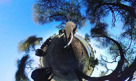 Wild animals are coming to intu Trafford Centre in UK’s first ‘Wild Immersion’ virtual reality experience