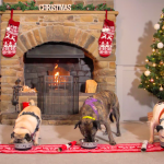 Cruelty-Free Pet Care Brand Launches Christmas Campaign With Manchester Dogs Home