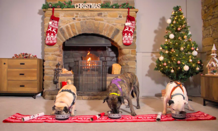 Cruelty-Free Pet Care Brand Launches Christmas Campaign With Manchester Dogs Home