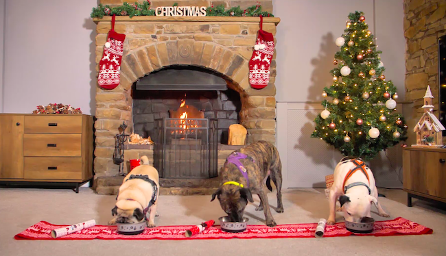 Cruelty-Free Pet Care Brand Launches Christmas Campaign With Manchester Dogs Home