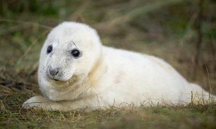 The moment a newborn seal pup was photographed using Sony’s Animal Eye autofocus
