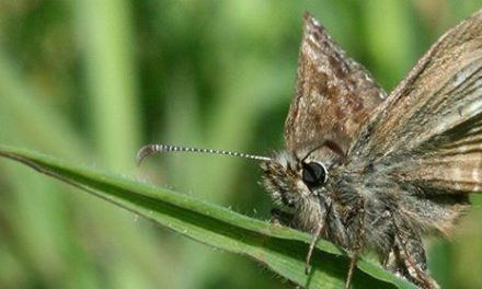 Thousands set to boost conservation of Britain’s rarest butterflies