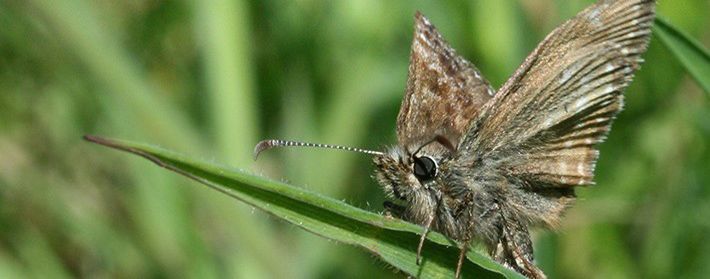 Thousands set to boost conservation of Britain’s rarest butterflies
