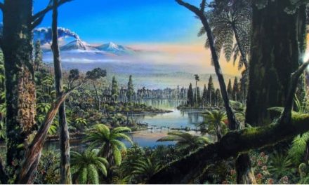 New discovery: Evidence for a 90-million-year-old rainforest near the South Pole