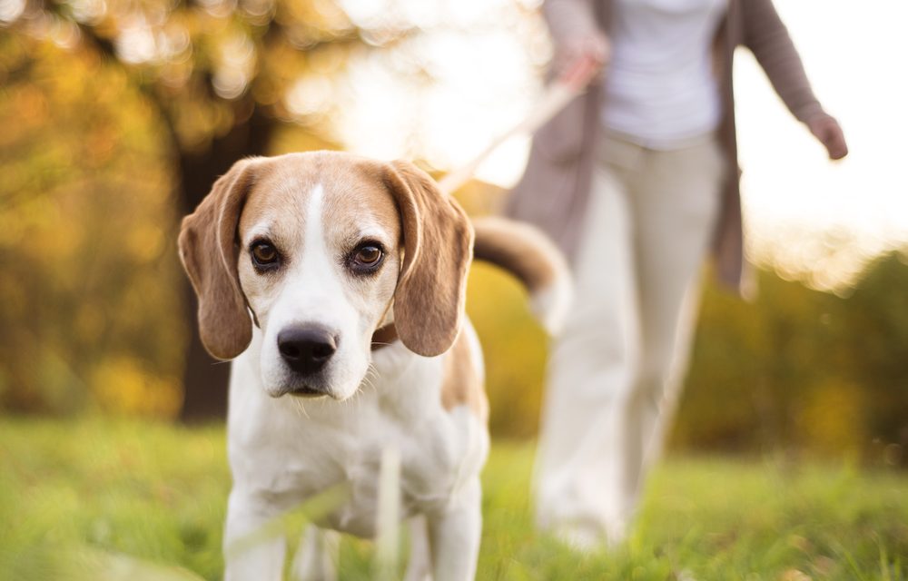Uninsured dog walking fields could cost North West landowners dear, warns animal trades expert