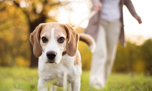 Uninsured dog walking fields could cost North West landowners dear, warns animal trades expert