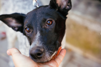 Support Adoption for Pets Summer fundraiser
