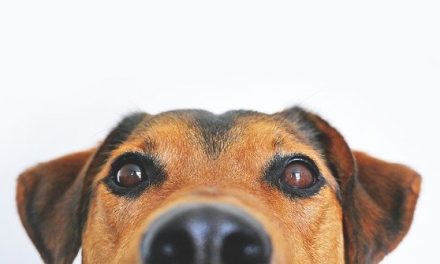 Pets at Home Bolton pledges support for RSPCA Bolton in nationwide summer fundraising appeal