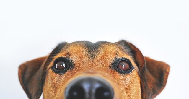 Pets at Home Bolton pledges support for RSPCA Bolton in nationwide summer fundraising appeal