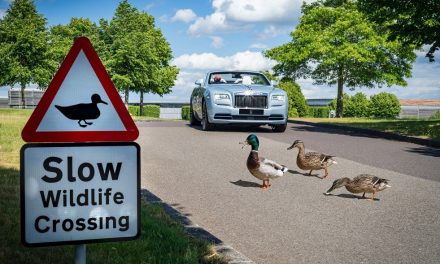BIRDS, BEES, ROSES AND TREES ALL THRIVING AT THE HOME OF ROLLS-ROYCE