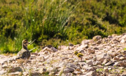 KEEPERS PRAISED FOR CATCHING SUSPECTED EGG THIEF