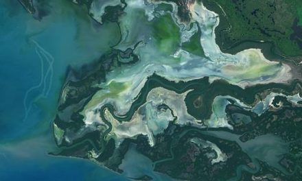 NASA Study Maps the Roots of Global Mangrove Loss