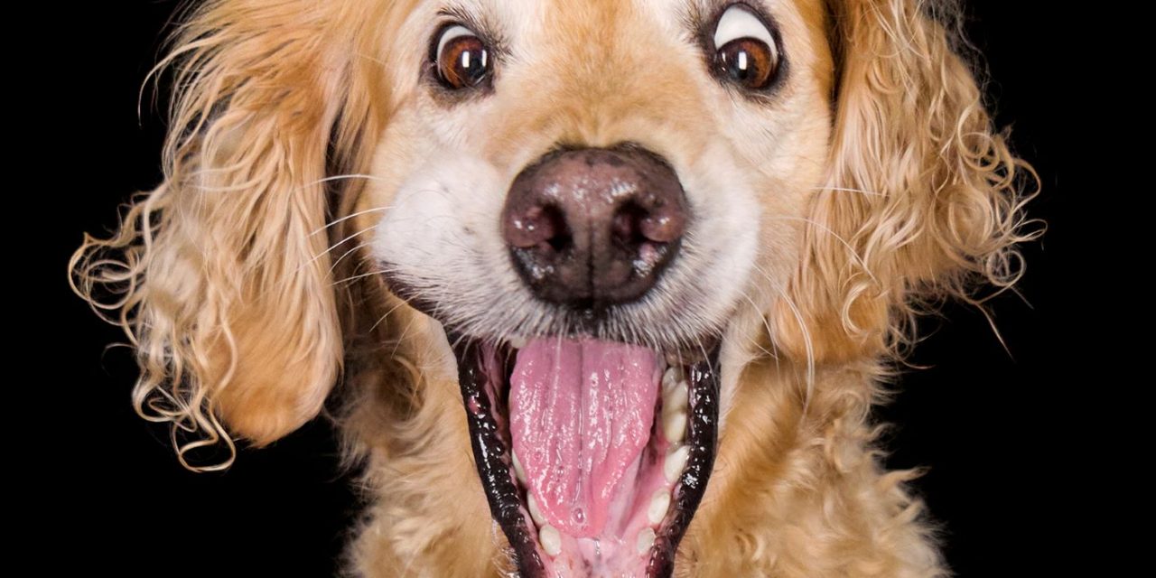 (Im)Perfect Pawtraits! This amazing photo series shows off pooch personalities as interest in re-homing pets during lockdown soars