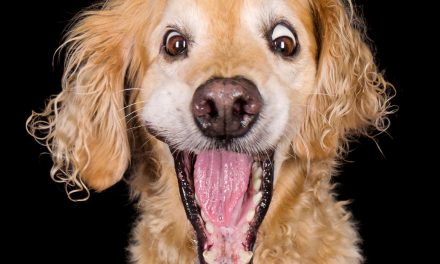 (Im)Perfect Pawtraits! This amazing photo series shows off pooch personalities as interest in re-homing pets during lockdown soars