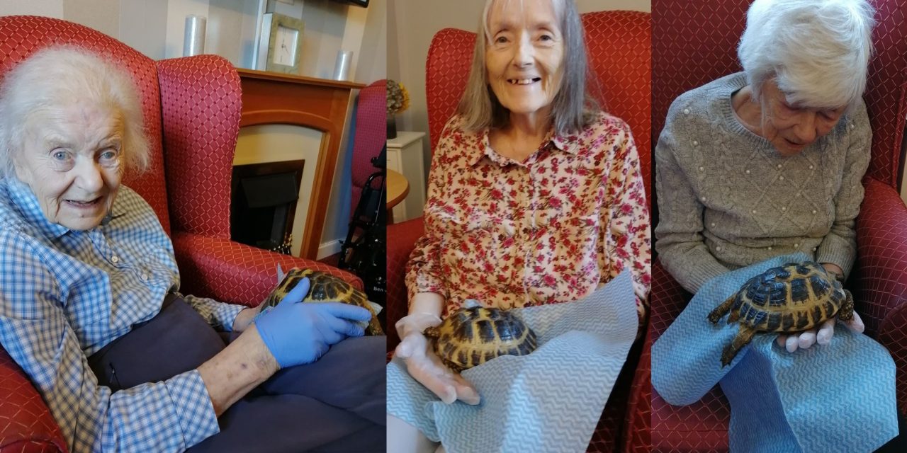 Boris and Doris the tortoises at Runcorn care home