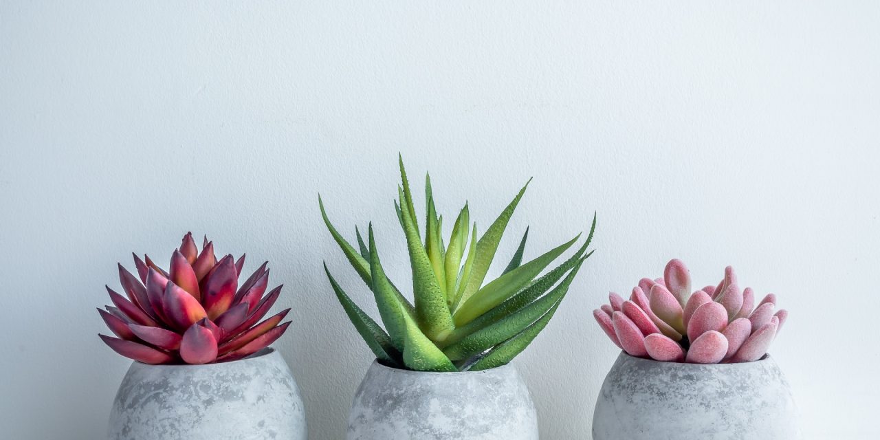 The houseplants generating billions of views on TikTok