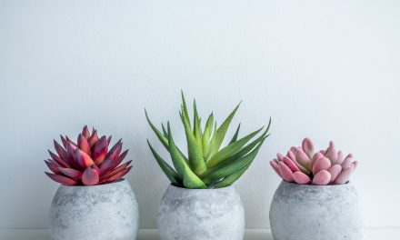 The houseplants generating billions of views on TikTok