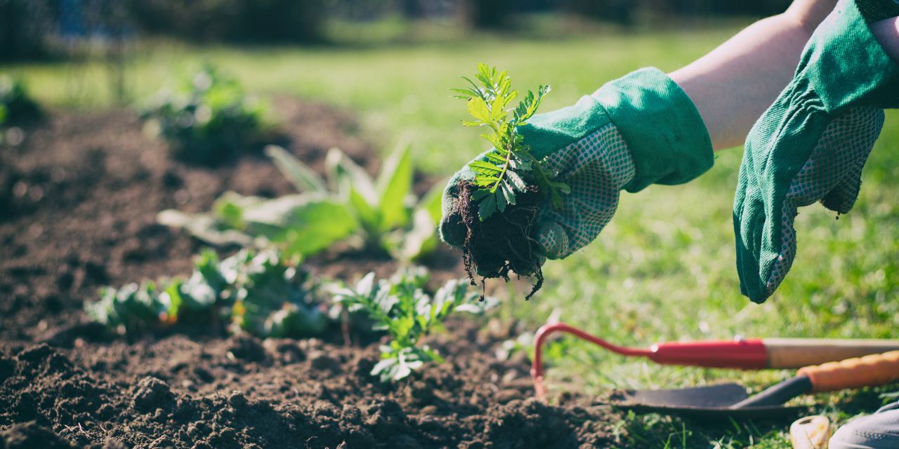5 common gardening mistakes endangering native plants