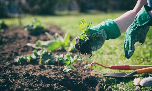 5 common gardening mistakes endangering native plants