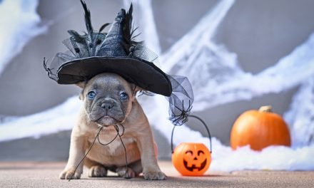 Spider or Dinosaur: The UK’s most popular pet Halloween costumes for 2021