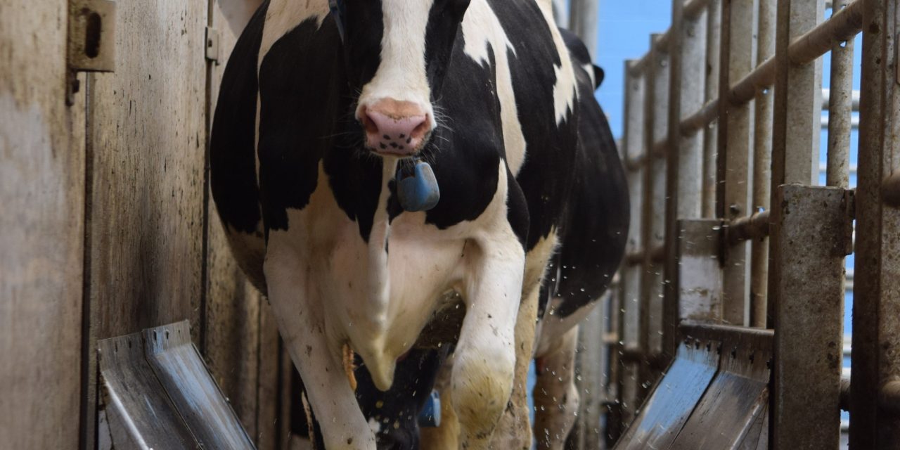 Hoofcount uses Siemens technology to ensure healthy herds have happy feet