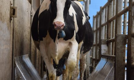 Hoofcount uses Siemens technology to ensure healthy herds have happy feet