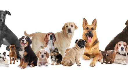 Dog emoji quiz: Can you tell your Shih Tzu from your Cocker Spaniel?