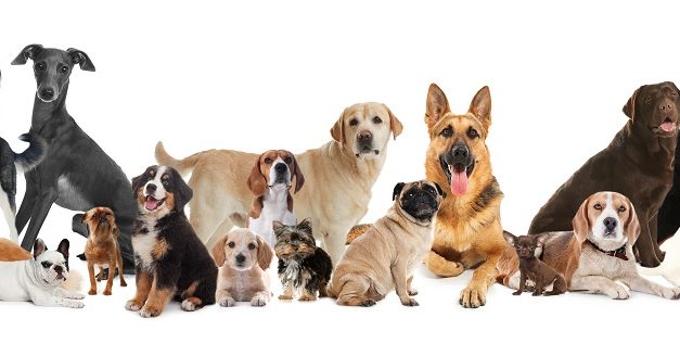 Dog emoji quiz: Can you tell your Shih Tzu from your Cocker Spaniel?