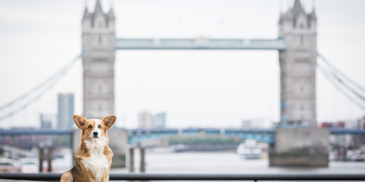 ‘BEWARE THE TREND’ AS STATS SHOW THE RISE OF THE PEDIGREE PUP IN LONDON: And Decline of the Designer Crossbreed
