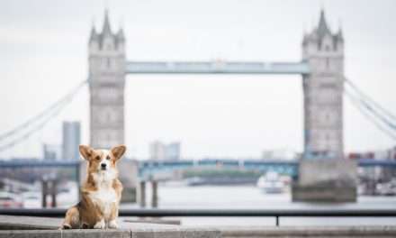 ‘BEWARE THE TREND’ AS STATS SHOW THE RISE OF THE PEDIGREE PUP IN LONDON: And Decline of the Designer Crossbreed
