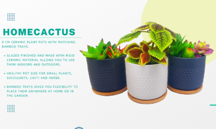 Homecactus: The home decor portal helping people create beautiful gardens inside their own homes
