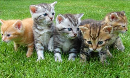 The Major Benefits of Working with Animals