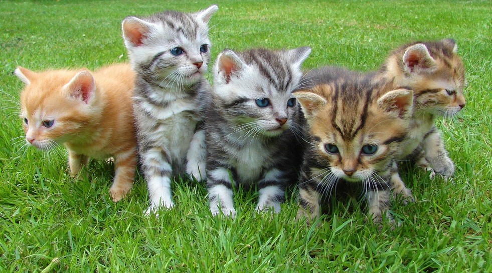 The Major Benefits of Working with Animals