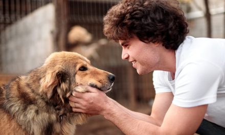 CO-OP INSURANCE’S NEW PET INSURANCE IS NOW AVAILABLE AT QUOTEZONE
