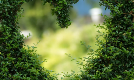 Have You Got the Ideal Home Garden?