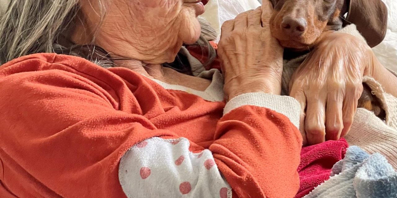 Sausage Dog spreads smiles across Blackpool