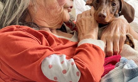 Sausage Dog spreads smiles across Blackpool